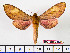  ( - BC-Mel2169)  @11 [ ] Copyright (2010) Tomas Melichar Research Collection of Tomas Mleichar