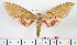  ( - BC-Mel2170)  @11 [ ] Copyright (2010) Tomas Melichar Research Collection of Tomas Mleichar