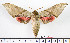  ( - BC-Mel2171)  @11 [ ] Copyright (2010) Tomas Melichar Research Collection of Tomas Mleichar