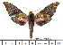  ( - BC-Mel2184)  @11 [ ] Copyright (2010) Tomas Melichar Research Collection of Tomas Mleichar