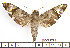  ( - BC-Mel2188)  @13 [ ] Copyright (2010) Tomas Melichar Research Collection of Tomas Mleichar