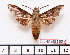  ( - BC-Mel2192)  @11 [ ] Copyright (2010) Tomas Melichar Research Collection of Tomas Mleichar