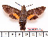  (Macroglossum lifuensis - BC-Mel2193)  @15 [ ] Copyright (2010) Tomas Melichar Research Collection of Tomas Mleichar