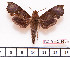  ( - BC-Mel2195)  @13 [ ] Copyright (2010) Tomas Melichar Research Collection of Tomas Mleichar