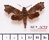  ( - BC-Mel2196)  @13 [ ] Copyright (2010) Tomas Melichar Research Collection of Tomas Mleichar