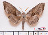  ( - BC-Mel2211)  @11 [ ] Copyright (2010) Tomas Melichar Research Collection of Tomas Mleichar
