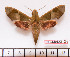  ( - BC-Mel2212)  @11 [ ] Copyright (2010) Tomas Melichar Research Collection of Tomas Mleichar