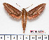  ( - BC-Mel2213)  @15 [ ] Copyright (2010) Tomas Melichar Research Collection of Tomas Mleichar