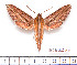  (Theretra lycetus - BC-Mel2214)  @15 [ ] Copyright (2010) Tomas Melichar Research Collection of Tomas Mleichar