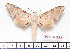  ( - BC-Mel2226)  @11 [ ] Copyright (2010) Tomas Melichar Research Collection of Tomas Mleichar