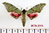  ( - BC-Mel2257)  @13 [ ] Copyright (2010) Tomas Melichar Research Collection of Tomas Mleichar