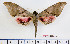  ( - BC-Mel2258)  @12 [ ] Copyright (2010) Tomas Melichar Research Collection of Tomas Mleichar