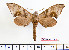  (Daphnusa - BC-Mel2272)  @14 [ ] Copyright (2010) Tomas Melichar Research Collection of Tomas Mleichar