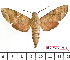  (Nephele hespera - BC-Mel2279)  @14 [ ] Copyright (2010) Tomas Melichar Research Collection of Tomas Mleichar