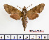  ( - BC-Mel2280)  @14 [ ] Copyright (2010) Tomas Melichar Research Collection of Tomas Mleichar
