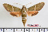  ( - BC-Mel2286)  @15 [ ] Copyright (2010) Tomas Melichar Research Collection of Tomas Mleichar