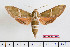  ( - BC-Mel2287)  @14 [ ] Copyright (2010) Tomas Melichar Research Collection of Tomas Mleichar