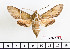  ( - BC-Mel2289)  @14 [ ] Copyright (2010) Tomas Melichar Research Collection of Tomas Mleichar
