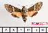  ( - BC-Mel2292)  @12 [ ] Copyright (2010) Tomas Melichar Research Collection of Tomas Mleichar