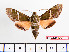  ( - BC-Mel2293)  @13 [ ] Copyright (2010) Tomas Melichar Research Collection of Tomas Mleichar