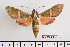  ( - BC-Mel2294)  @14 [ ] Copyright (2010) Tomas Melichar Research Collection of Tomas Mleichar