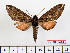  ( - BC-Mel2343)  @13 [ ] Copyright (2010) Tomas Melichar Research Collection of Tomas Mleichar