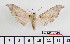  ( - BC-Mel2349)  @13 [ ] Copyright (2010) Tomas Melichar Research Collection of Tomas Mleichar
