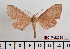  ( - BC-Mel2360)  @12 [ ] Copyright (2010) Tomas Melichar Research Collection of Tomas Mleichar