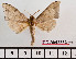  ( - BC-Mel2363)  @14 [ ] Copyright (2010) Tomas Melichar Research Collection of Tomas Mleichar