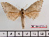  ( - BC-Mel2364)  @14 [ ] Copyright (2010) Tomas Melichar Research Collection of Tomas Mleichar