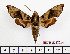  ( - BC-Mel2370)  @11 [ ] Copyright (2010) Tomas Melichar Research Collection of Tomas Mleichar