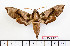  ( - BC-Mel2371)  @11 [ ] Copyright (2010) Tomas Melichar Research Collection of Tomas Mleichar