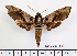  ( - BC-Mel2374)  @11 [ ] Copyright (2010) Tomas Melichar Research Collection of Tomas Mleichar