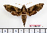  ( - BC-Mel2376)  @11 [ ] Copyright (2010) Tomas Melichar Research Collection of Tomas Mleichar