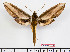  (Theretra nessus - BC-Mel2378)  @15 [ ] Copyright (2010) Tomas Melichar Research Collection of Tomas Mleichar