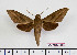  (Theretra latreillii prattorum - BC-Mel2385)  @15 [ ] Copyright (2010) Tomas Melichar Research Collection of Tomas Mleichar