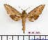  ( - BC-Mel2386)  @14 [ ] Copyright (2010) Tomas Melichar Research Collection of Tomas Mleichar