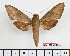  ( - BC-Mel2387)  @14 [ ] Copyright (2010) Tomas Melichar Research Collection of Tomas Mleichar