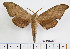  (Marumba - BC-Mel2392)  @15 [ ] Copyright (2010) Tomas Melichar Research Collection of Tomas Mleichar