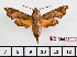  (Temnora arida - BC-Mel2393)  @14 [ ] Copyright (2010) Tomas Melichar Research Collection of Tomas Mleichar
