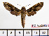  (Theretra orpheus pelius - BC-Mel2409)  @14 [ ] Copyright (2010) Tomas Melichar Research Collection of Tomas Mleichar
