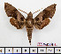  ( - BC-Mel2438)  @11 [ ] Copyright (2010) Tomas Melichar Research Collection of Tomas Mleichar