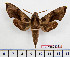  ( - BC-Mel2439)  @11 [ ] Copyright (2010) Tomas Melichar Research Collection of Tomas Mleichar