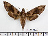 ( - BC-Mel2440)  @11 [ ] Copyright (2010) Tomas Melichar Research Collection of Tomas Mleichar