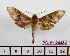  ( - BC-Mel2443)  @13 [ ] Copyright (2010) Tomas Melichar Research Collection of Tomas Mleichar