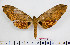 ( - BC-Mel2481)  @13 [ ] Copyright (2010) Tomas Melichar Research Collection of Tomas Mleichar