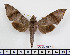  (Acosmeryx akanshi - BC-Mel2487)  @14 [ ] Copyright (2010) Tomas Melichar Research Collection of Tomas Mleichar