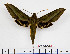  ( - BC-Mel2493)  @11 [ ] Copyright (2010) Tomas Melichar Research Collection of Tomas Mleichar