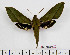  ( - BC-Mel2498)  @11 [ ] Copyright (2010) Tomas Melichar Research Collection of Tomas Mleichar