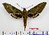  ( - BC-Mel2504)  @14 [ ] Copyright (2010) Tomas Melichar Research Collection of Tomas Mleichar